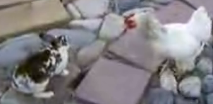 Two Cock-A-Doodle Referees